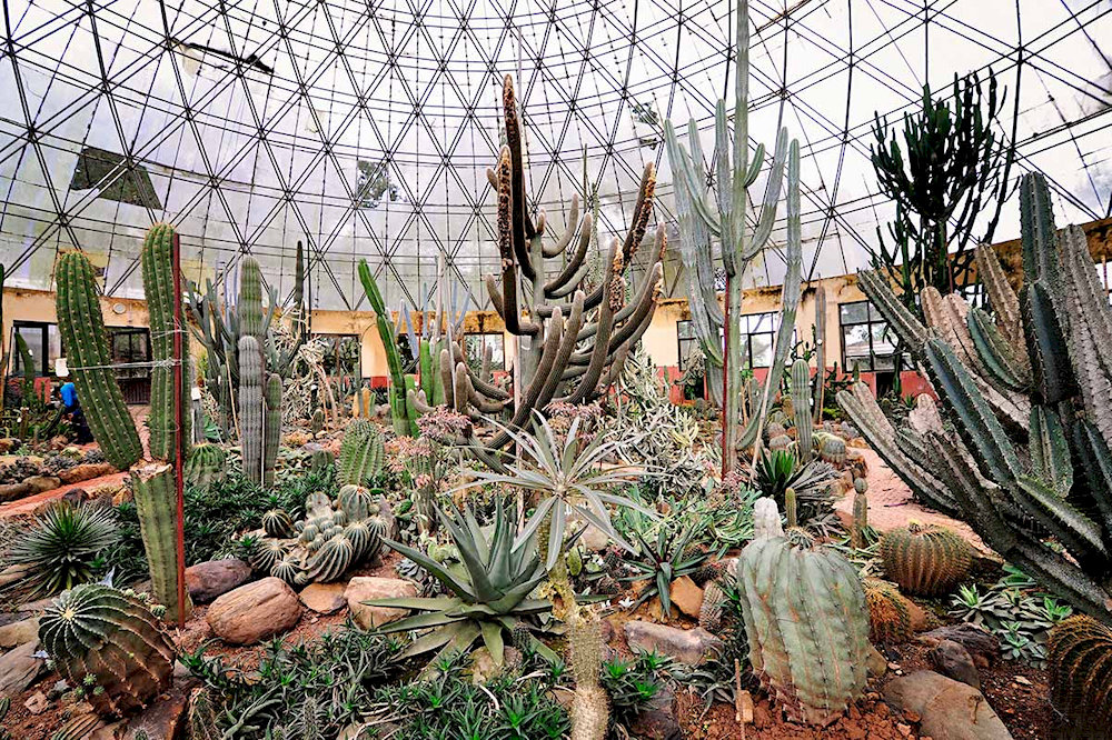 The Ancient Cactus Greenhouse Ba Vi